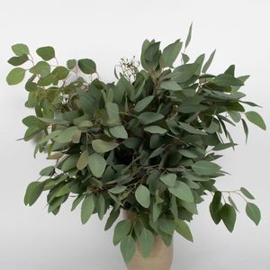 FEUIL. POPULUS 300GR Fleurs De France